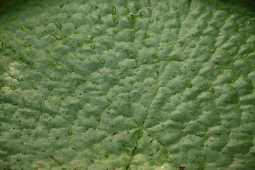 Vegetable plant leaf close-up macro portrait for background, pattern or texture