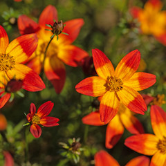 Blühender Zweizahn, Bidens, orange Blüten