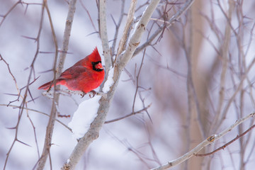 Male northern cardinal in winter