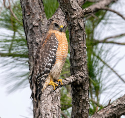 Red Shouldered Hawk