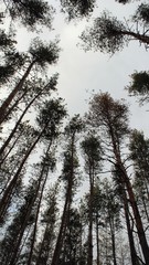 trees in winter forest