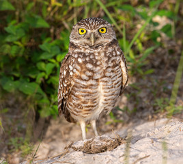 Burrowing Owl