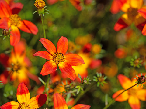 Bl&uuml;hender Zweizahn, Bidens, orange Bl&uuml;ten