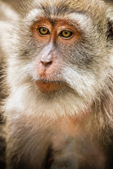 Close up portrait of monkey in Ubud monkey forest