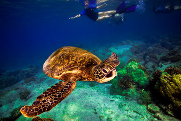 Snorkeling with a sea turtle off the coast of the Big Island, Hawaii.  