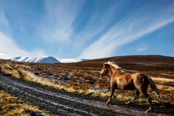 Fototapeta na wymiar Troupeau de chevaux islandais en liberté sur une piste en Islande