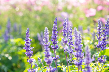 Naklejka premium Selective focus on lavender flower in flower garden, Purple flower in spring meadow