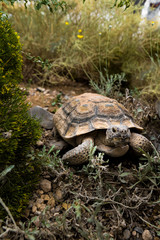 Wide angle, close up desert tortoise.