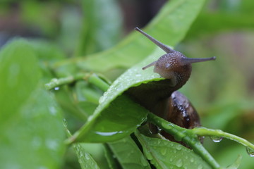 snail on leaf