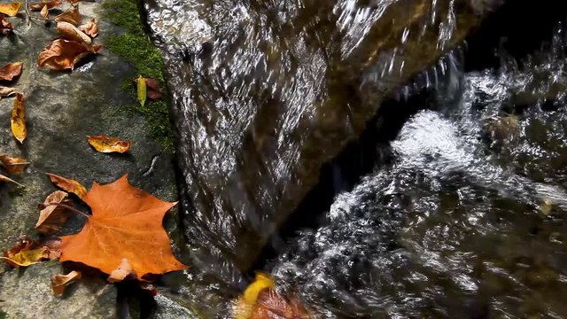Water is running and splashing over rocks draped with colorful autumn leaves in this fall video loop footage