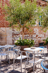 Young olive tree growing in a big flowerpot with blooming flowers on the street with red bricks wall on the background and metal tables and chairs standing outdoors on foreground in Numana