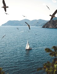 Naklejka premium A yacht on the sea seen from a distance and the flying seagulls