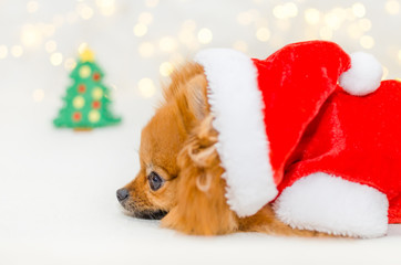 small pomeranian in santa costume on christmas bokeh background