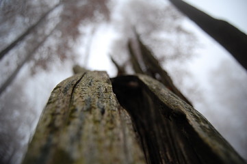 bark of a tree 