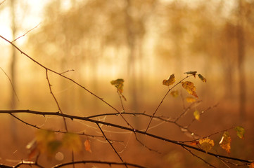 Orange autumn leaves branch