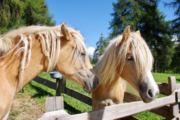 Haflinger Pferde © Helmut.H