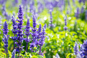 Selective focus on lavender flower in flower garden, Purple flower in spring meadow