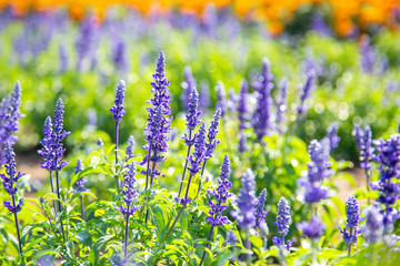Fototapeta premium Purple flower in spring meadow - soft and selective focus on purple flowers