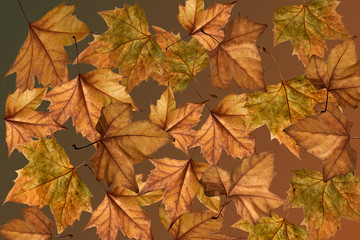 Naklejka na ściany i meble Autumnal leaves on greenish brown background