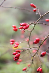 poetic nature with dewy red berries, hawthorn fruits, full of poetic nature with dewy red berries, hawthorn antioxidant vitamin fruits