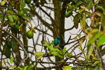 Front view of a hummingbird resting on a branch