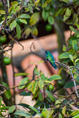 Side view of a hummingbird resting on a branch