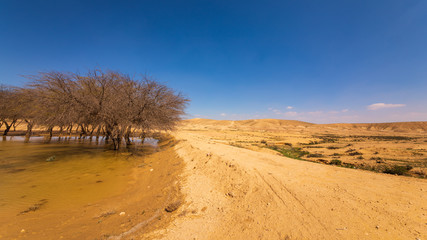 Bare trees in the water and hills in far background in the desert