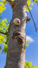 Obraz premium Small white snail is climbing to top of tree trunk