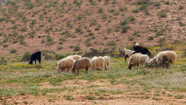 Herd sheeps pasture in a desert with a spring flowers