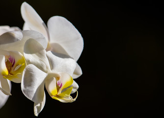 Orchid Isolated 