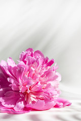 Fototapeta premium Flower. Pink peony on a light gray background. Light and shadow on the background. Background for congratulation, banner, lettering