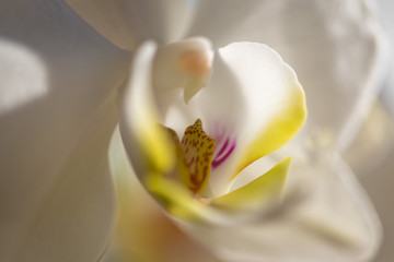 Obraz na płótnie Canvas Orchid Macro
