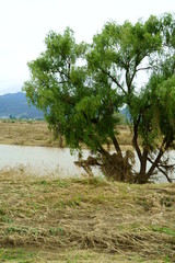 Flood damage caused by typhoon 19 