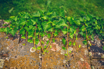 Vineyard landscape in Tuscany, Italy. Tuscany vineyards are home to the most notable wine of Italy.