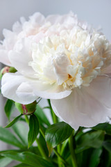 Obraz na płótnie Canvas White blooming peony on a light gray background. Tender photo. Decor Beautiful flower. Background for decor, banner and greeting card design.
