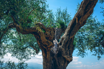 An ancient olive tree in Tuscany, Italy. Tuscany vineyards are home to the most notable wine of Italy.