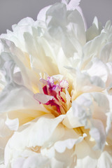 Flower. White peony. Macro photo. Natural background. Peony petals
