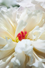 Flower. White peony. Macro photo. Natural background. Peony petals