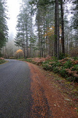autumn forest in fog with golden autumn ferns