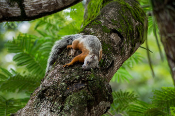 squirrel marking territory on a tree, squirrel lying on tree