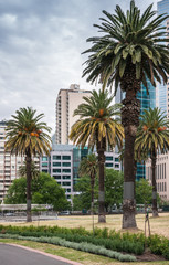 Obraz na płótnie Canvas Melbourne, Australia - November 16, 2009: Green palm trees in park among high rise buildings under cloudscape.