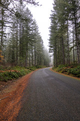 Obraz premium autumn forest in fog with golden autumn ferns