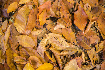 Abstract background of yellow autumn oak leaves lie curled up on the ground. Soft focus real forest. Habitat foliage