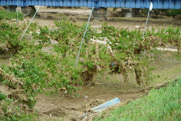 Flood damage caused by typhoon 19 