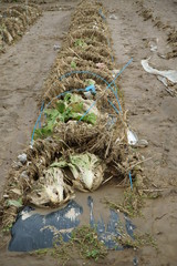 Flood damage caused by typhoon 19 