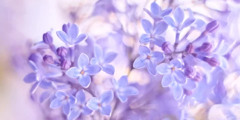 Foto op Plexiglas Mooie delicate lenterand van lila bloemen. Selectieve zachte focus. © Yulia