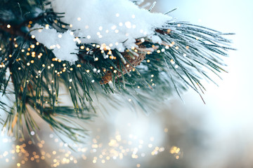 Outdoor christmas tree fir with small bokeh lights, Happy New Year.