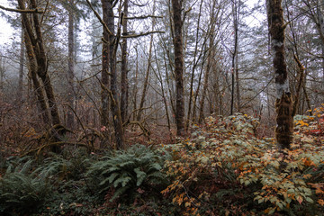 moss covered tree trunks with green ferns and dry leaves