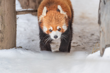 Obraz premium 冬の動物園のレッサーパンダ / 北海道旭川市