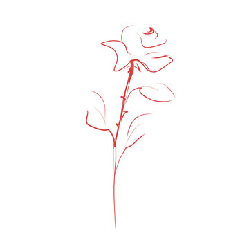 Beautiful flower, painted rose. Sketch, vector